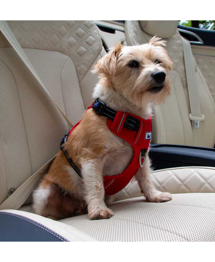 Exercise & Travel Harness